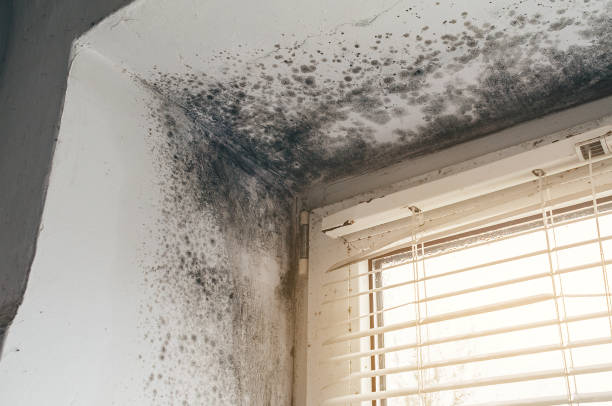 Affordable Mold Remediation solutions in Allentown, NJ